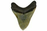 Fossil Megalodon Tooth - South Carolina #164968-1
